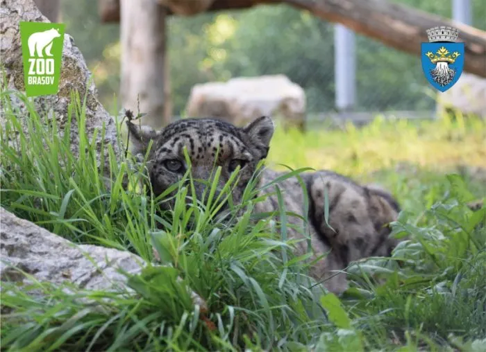Domnilor, se poartă leopardul dar mare grijă după ce gard îl ascundeți