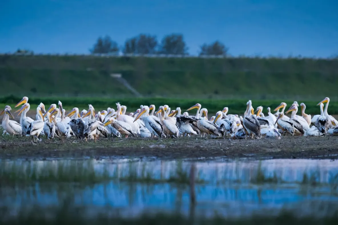 Transportul regulat de călători în Delta Dunării își schimbă programul. Ce trebuie să știe turiștii