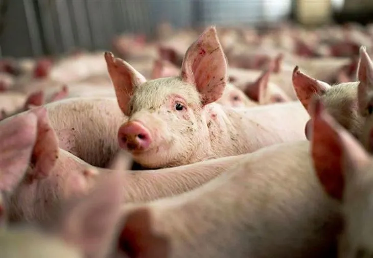 porci