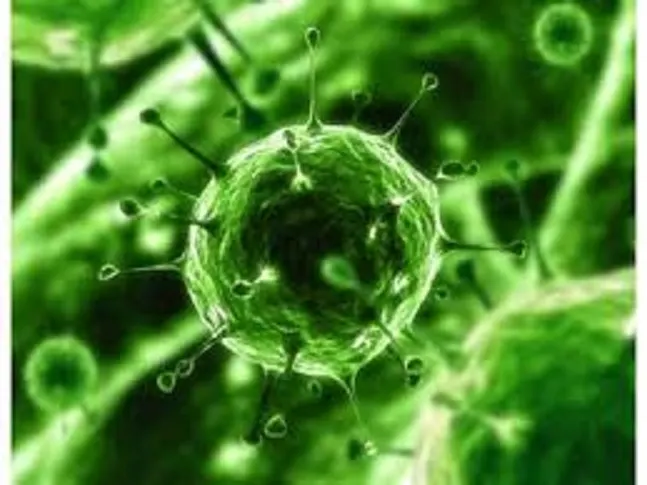 virus