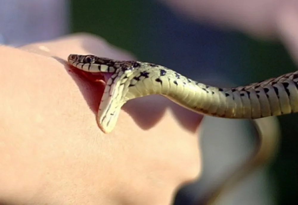 Ce trebuie să faci dacă te mușcă o viperă. Măsurile de prim ajutor recomandate de Salvamont România
