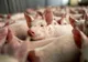 Nu, porcii nu sunt îngropați de vii în România din cauza pestei porcine