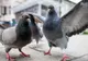 Hrănirea porumbeilor, interzisă în Bucureşti! Se aplică amenzi usturătoare